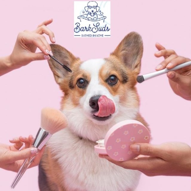 Professional & Gentle Dog Grooming Services in Lithia