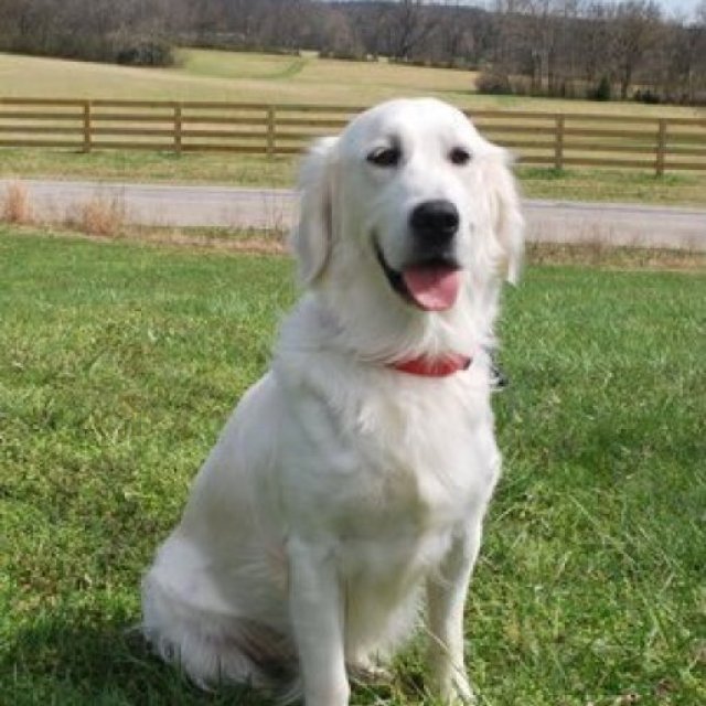 Golden Retriever Puppies Nashville: Your Perfect Companion Awaits at TriStar Goldens