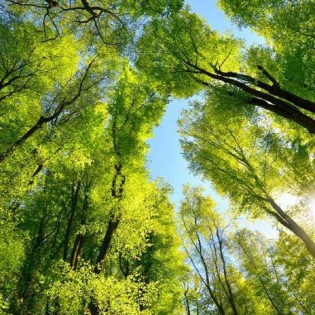 Linden Tree Wheaton