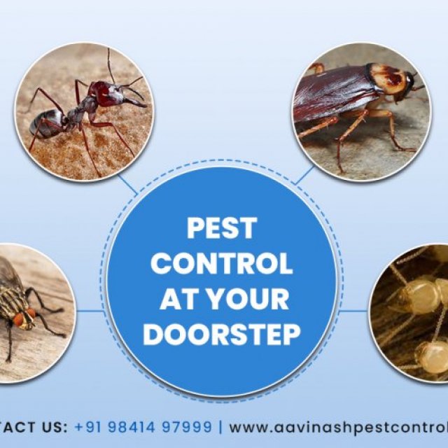 Pest Control Services in Chennai - Aavinashpestcontrol