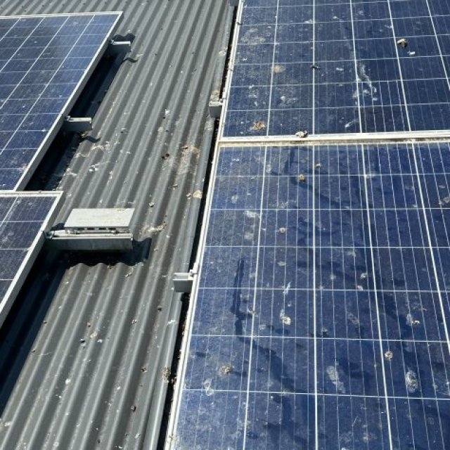 Professional Pigeon Proofing for Solar Panels to Prevent Damage and Blockage