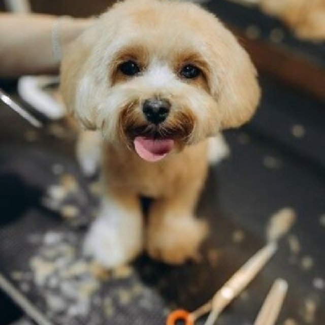 Gentle & Local Dog Grooming Services in Fishhawk