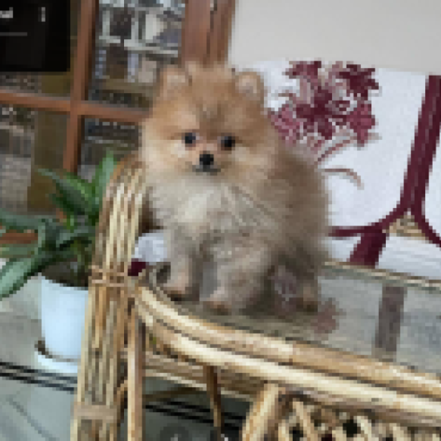 Best Pet Shop in Dehradun