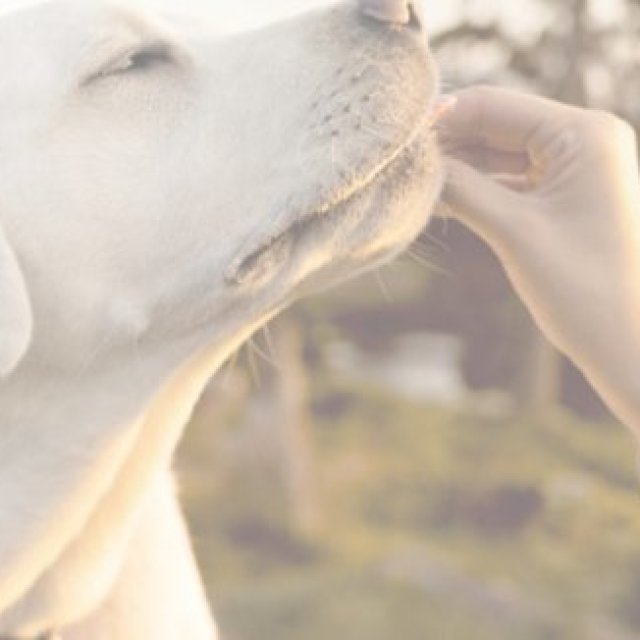 Dog Boarding Puyallup WA Safe and Comfortable Pet Care Services