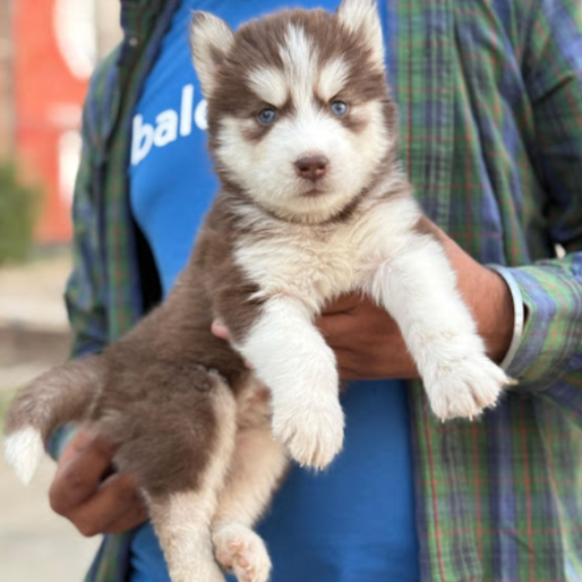 Best pet shop Dehradun