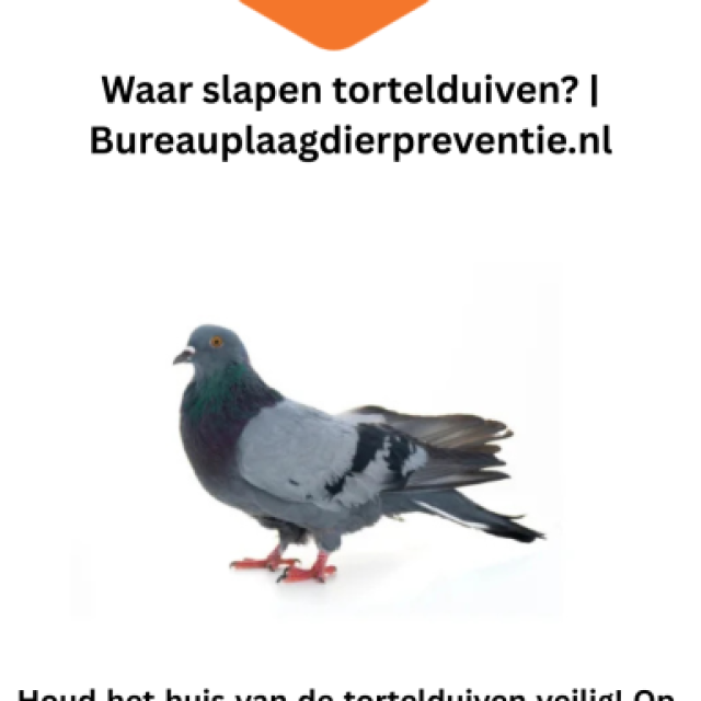 Waar slapen tortelduiven? | Bureauplaagdierpreventie.nl