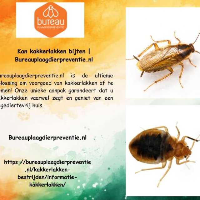 Kan kakkerlakken bijten | Bureauplaagdierpreventie.nl