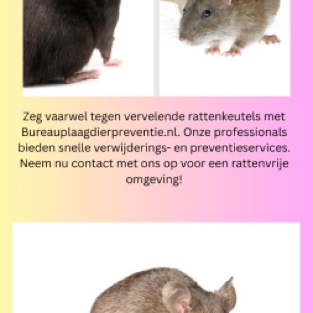 Rattenuitwerpselen: identificatie en tips voor veilig opruimen