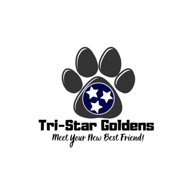 Golden Retriever Puppies Nashville