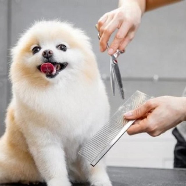 Professional Dog Grooming in Fishhawk, FL