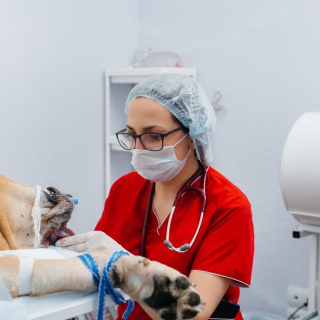 Best Affordable and Loving Home Pet Care in Vancouver