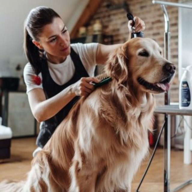 Expert Grooming for Happy, Healthy Dogs in Seminole