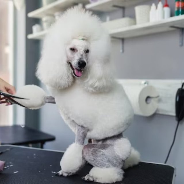Transform Your Poodle with Top Dunedin Poodle Grooming Care