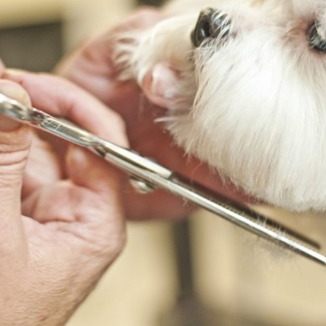 Stylish Pet Haircuts That Turn Heads