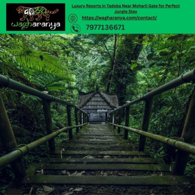 Luxury Resorts in Tadoba Near Moharli Gate for Perfect Jungle Stay