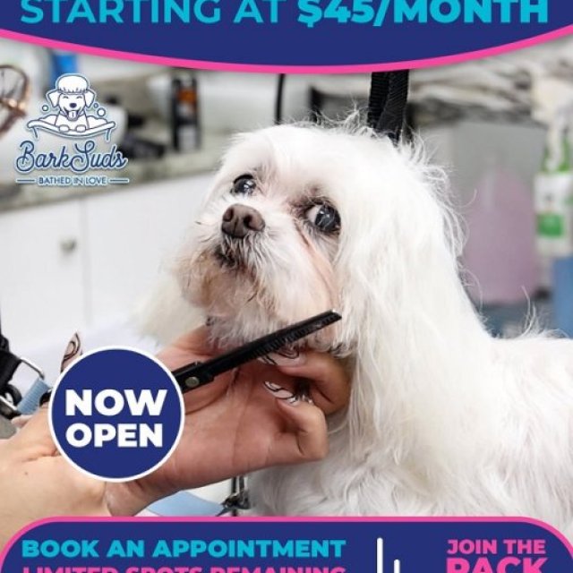 Perfect Pet Haircuts in Dunedin You’ll Love