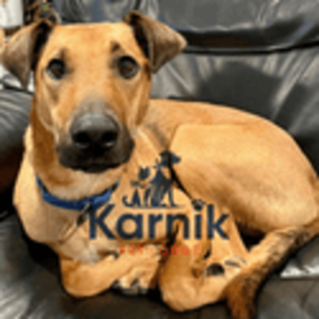 Karnik Pet Lodge at Maple Village