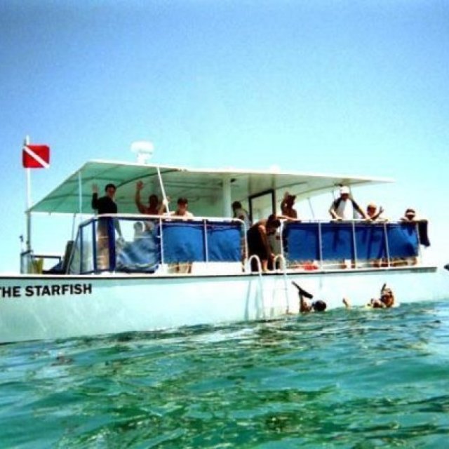 Starfish Snorkeling FL