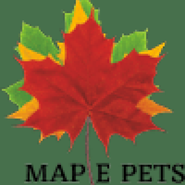 Buy Bowls and Cat Feeders in India - Maple Pets