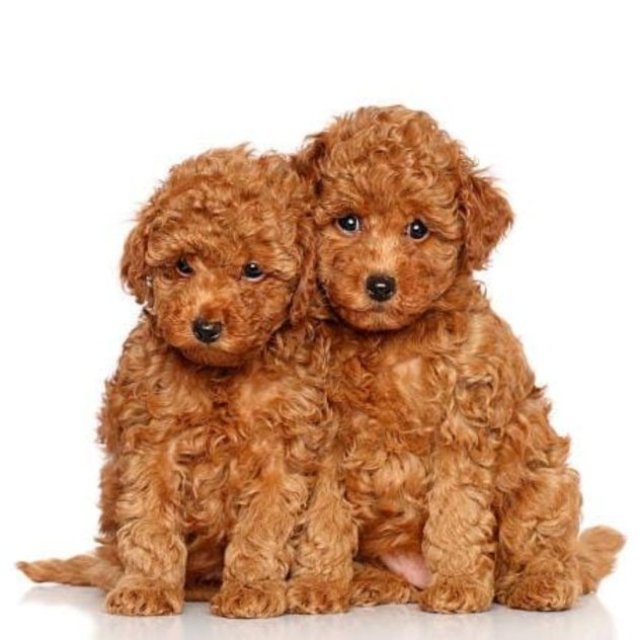 Asia Pet Shop - Dogs And Puppies For Sale In Delhi NCR | Poodle Puppies | Husky | Shih Tzu