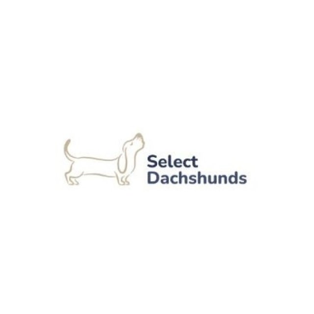 Select Dachshunds