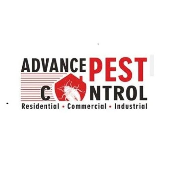 Ants Control Expert Langley | Advancepest.ca