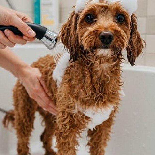 Relaxing Spa Experience for Pets Westchase