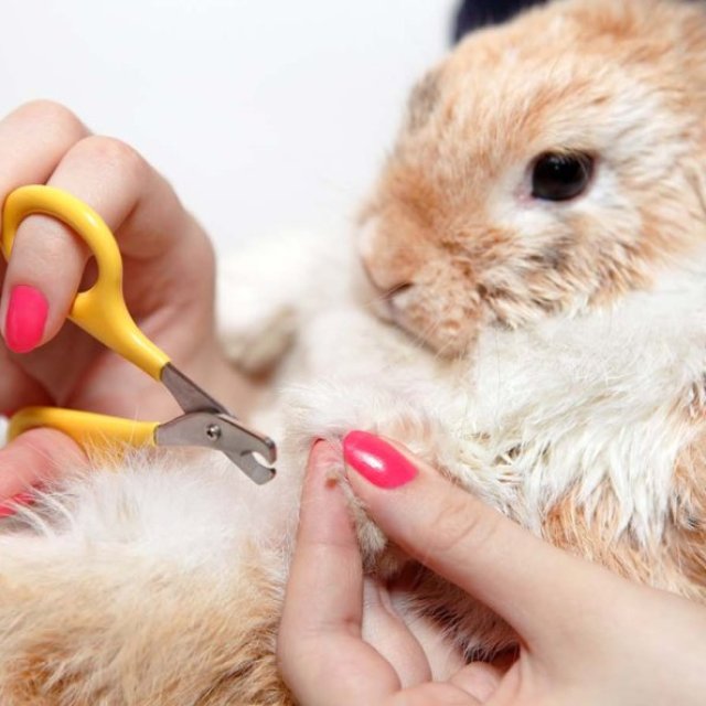 Trusted Bunny Nail Trimming Service for Safe, Gentle Grooming