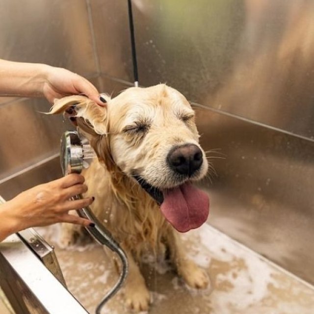 Clean Comfortable Pet Bath Care