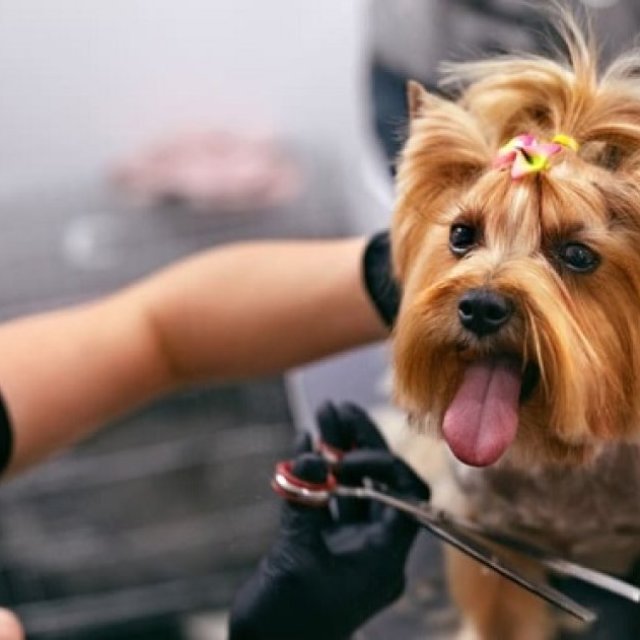 Gentle & Cozy Care for Your Winter Park Puppies