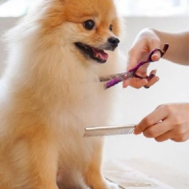 Gentle Grooming Care for Dogs in Fishhawk