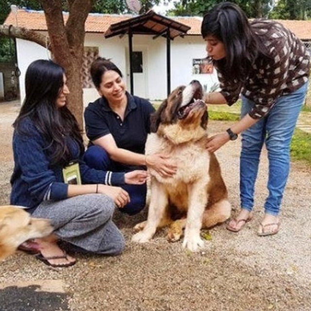 Trusted Pet Sitting Help in Spring Hill