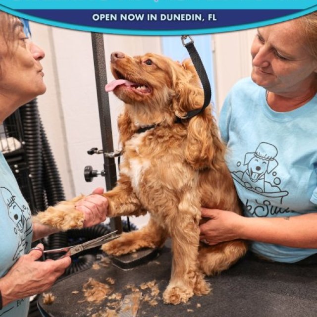 Looking for a Pet Haircut in Dunedin That Respects Comfort, Timing, and Care