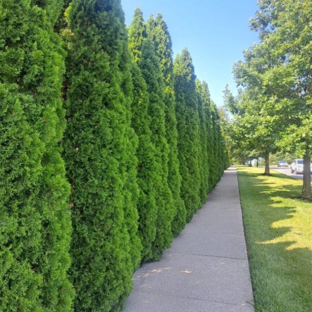 Autumn Blaze® Maple Tree for Sale | Fast-Growing, Fiery Fall Color | Free Delivery & Planting