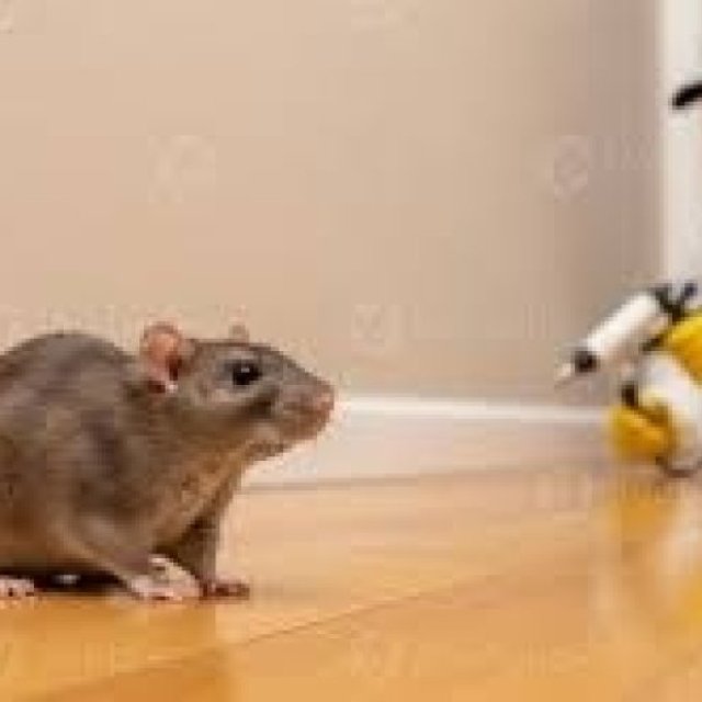 Rapid Rodent Removal