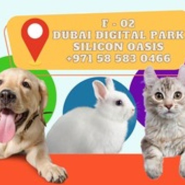 Reliable Pet Grooming Dubai Professionals