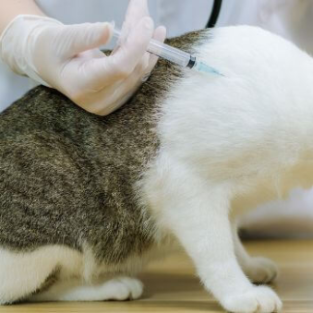 Affordable Cat Vaccinations and Preventive Care for Your Pets