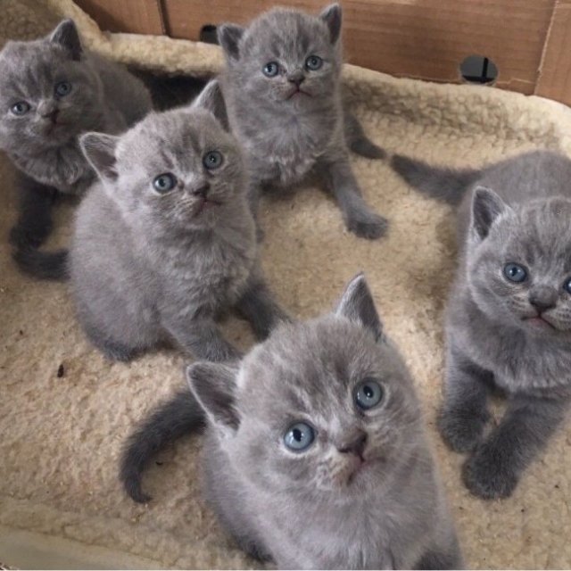 5 Active Blue British Shorthair Kittens