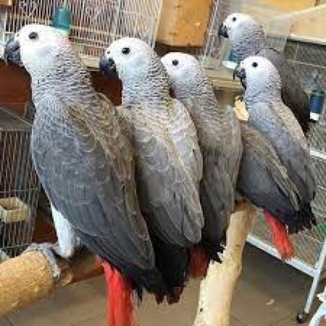5 Gorgeous Hand Reared Baby African Grey Parrots