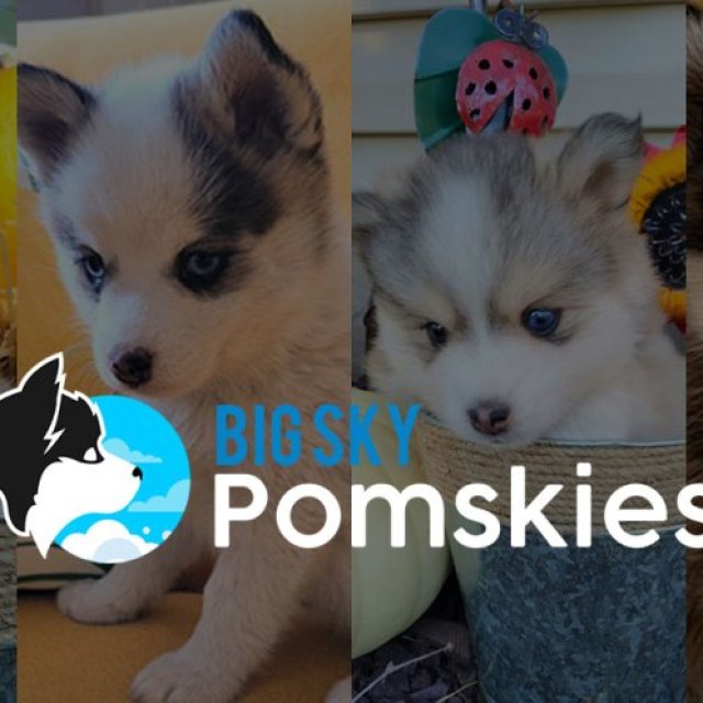 3 Active Pomsky Puppies For Sale