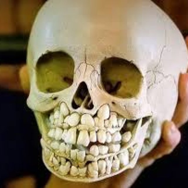 Real Human Skulls For sale
