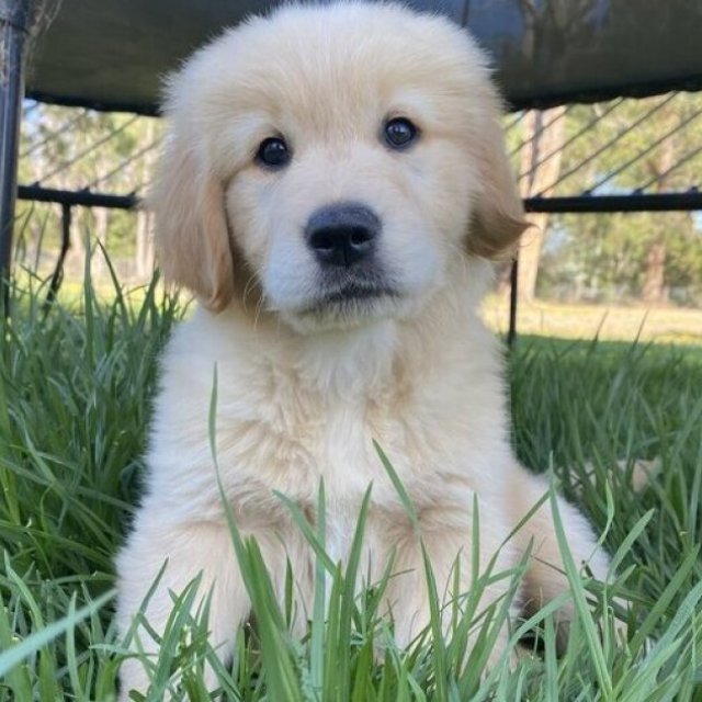 Golden Retriever Puppies for Sale Melbourne